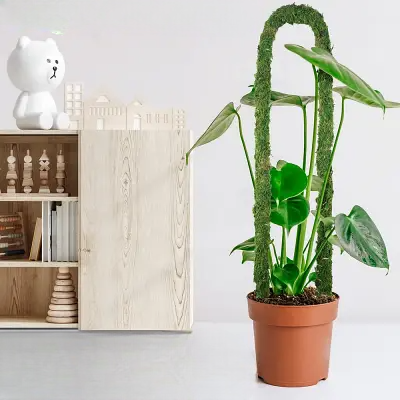 Support Plante