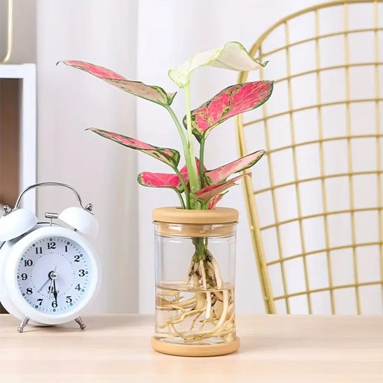 Pots hydroponie plante