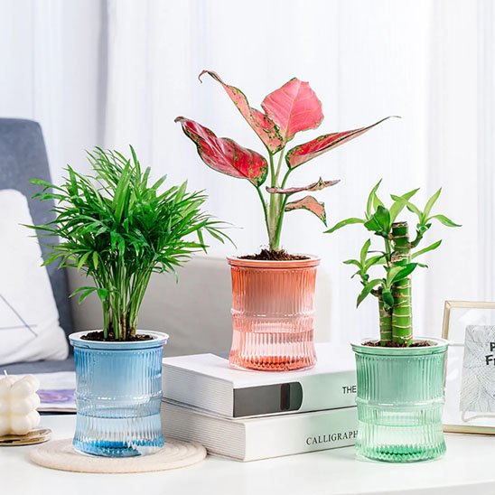 Pots de fleurs