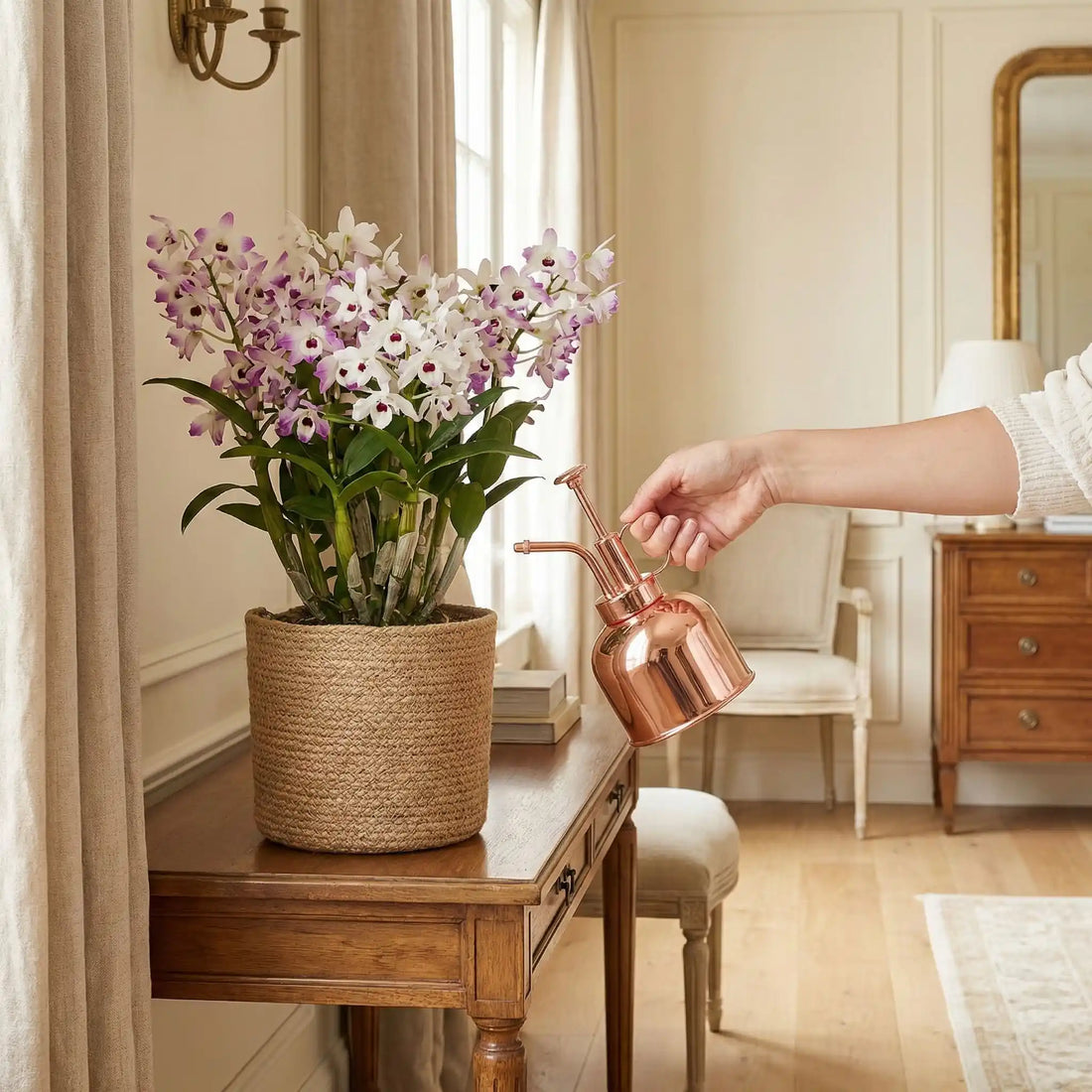 COMMENT ARROSER UNE ORCHIDEE