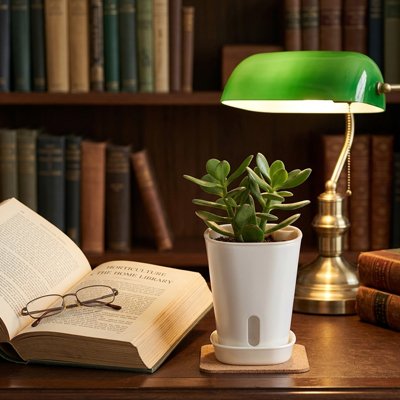 Plantes d intérieur faciles d'entretien