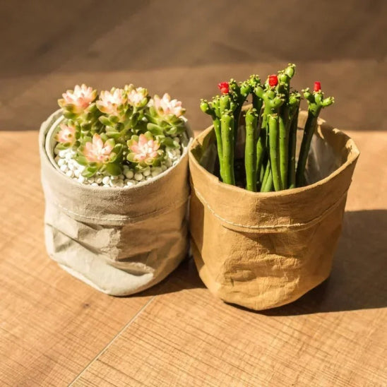 2 cache pot kraft succulentes