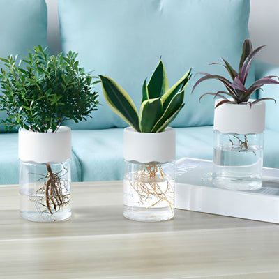 Pot hydroponie plante