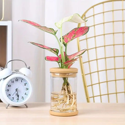 Pots hydroponie plante