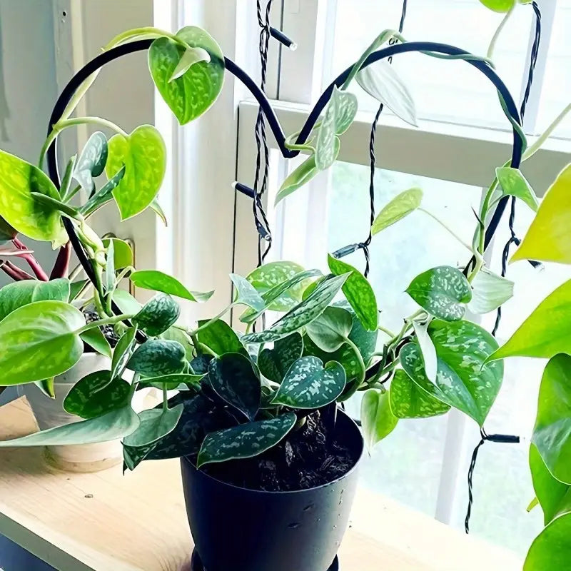 Tuteur metal forme coeur philo