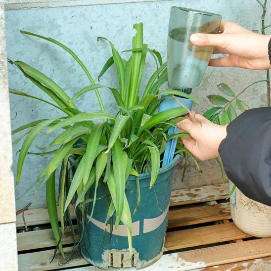 Arrosage goutte à goutte