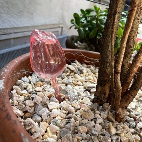 Arrosage goutte à goutte