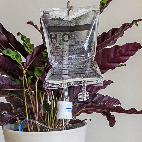Arrosage goutte à goutte