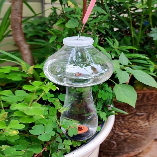 Arrosage goutte à goutte 