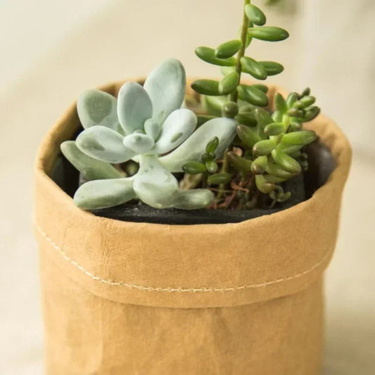 cache pot kraft succulentes