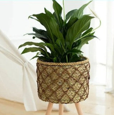 cache po sur pied ananas