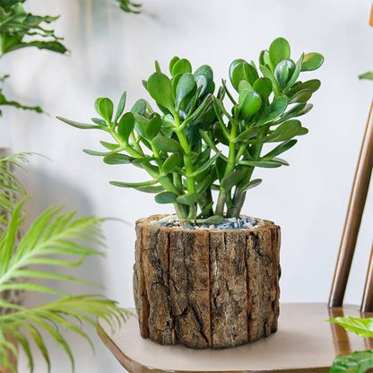 Cache pots interieur 