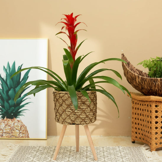 cache pot sur pied ananas