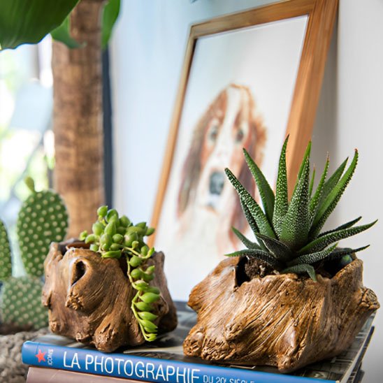 Pot de fleur interieur 