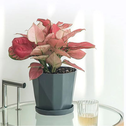 Pot de fleur 