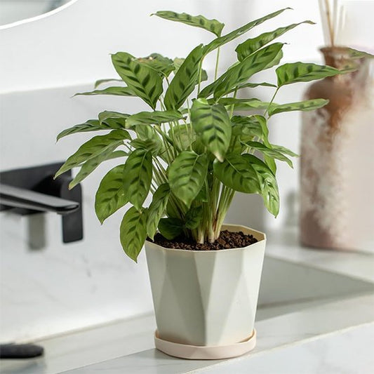 Pot de fleur 