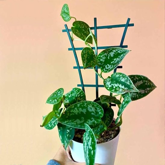 support pour plantes grimpantes