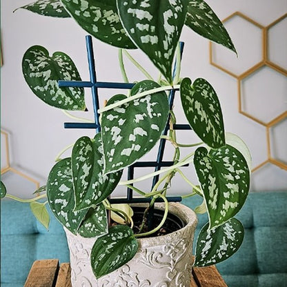 support pour plantes grimpantes