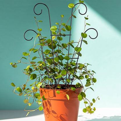 Tuteur plante grimpante