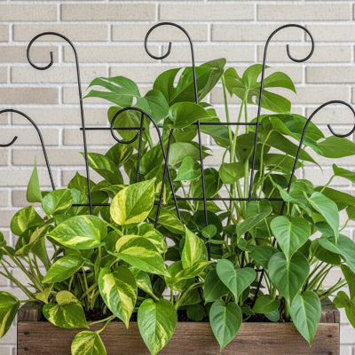 Tuteur plante grimpante