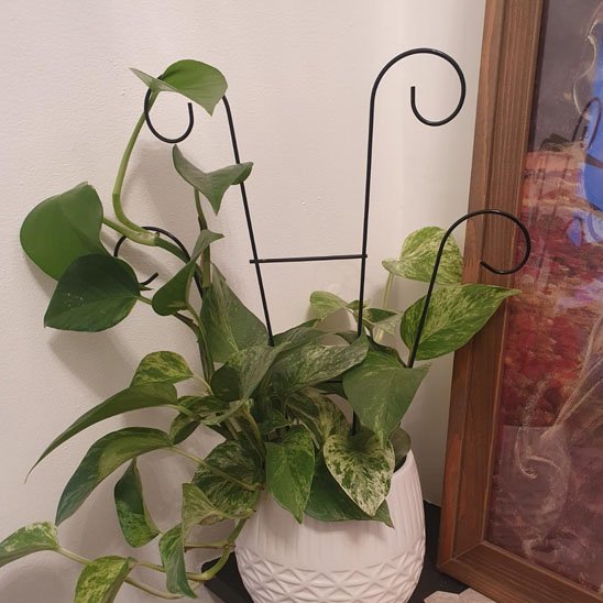 Tuteur plante grimpante