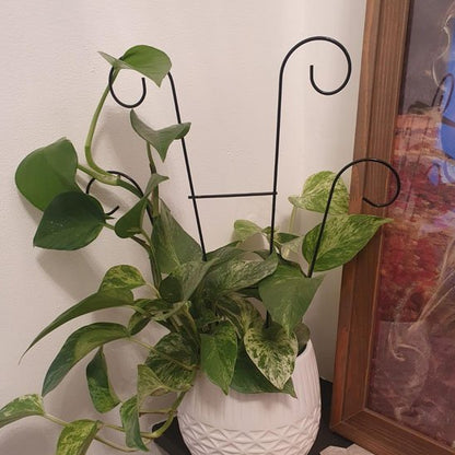 Tuteur plante grimpante