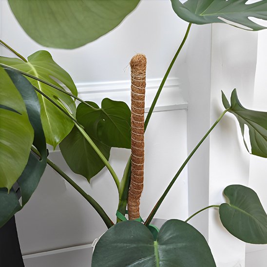 Tuteur plante 