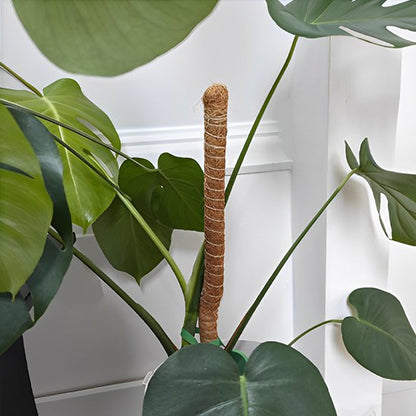 Tuteur plante 