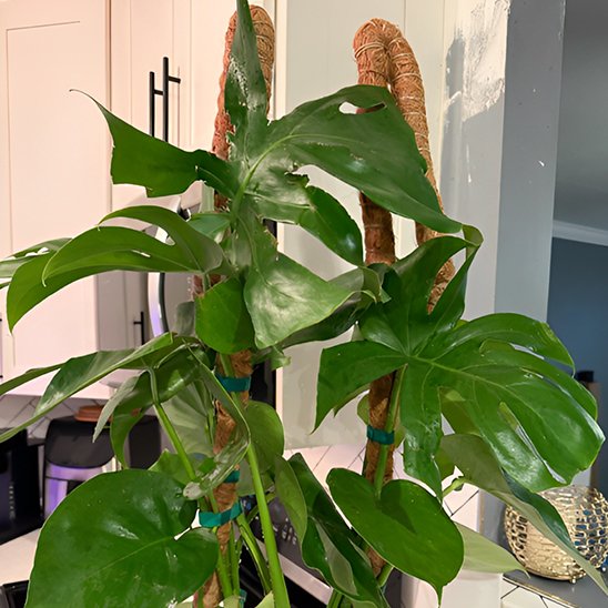 Tuteur plante 