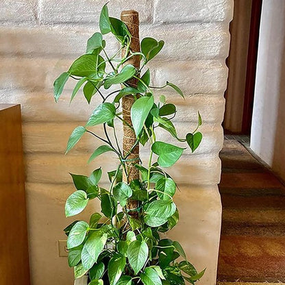 Tuteur plante 