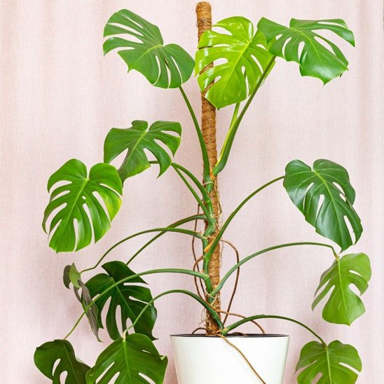 Tuteur plante 