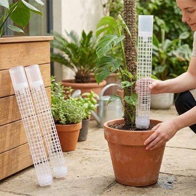 Tuteur plante 