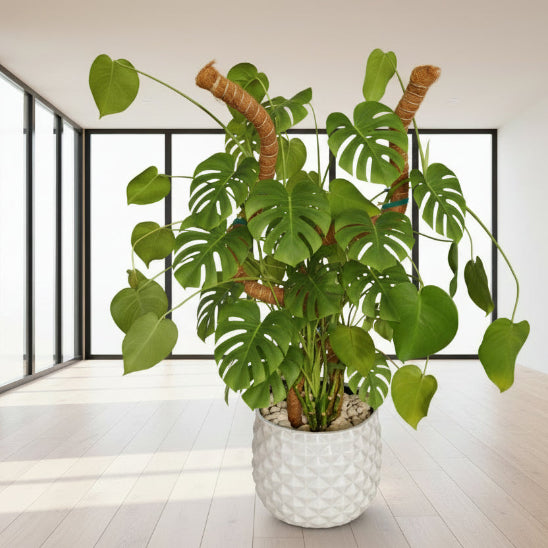 Tuteur plante 